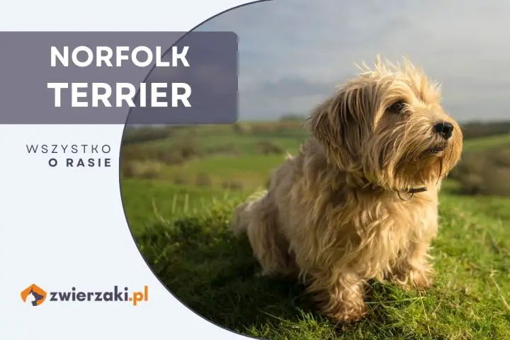 norfolk terrier