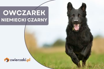 owczarek niemiecki czarny