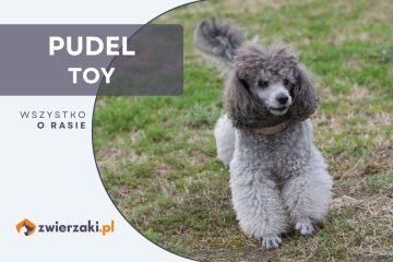 pudel toy
