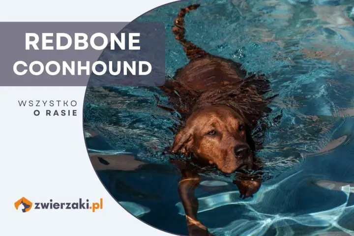 redbone coonhound