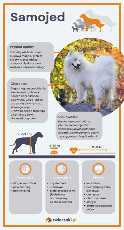 Samojed infografika