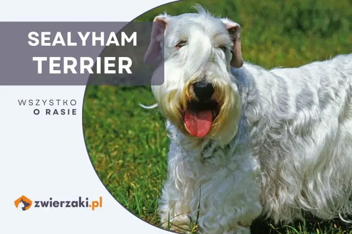 sealyham terrier