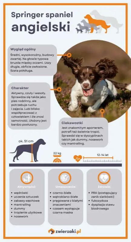 springer spaniel angielski infografika