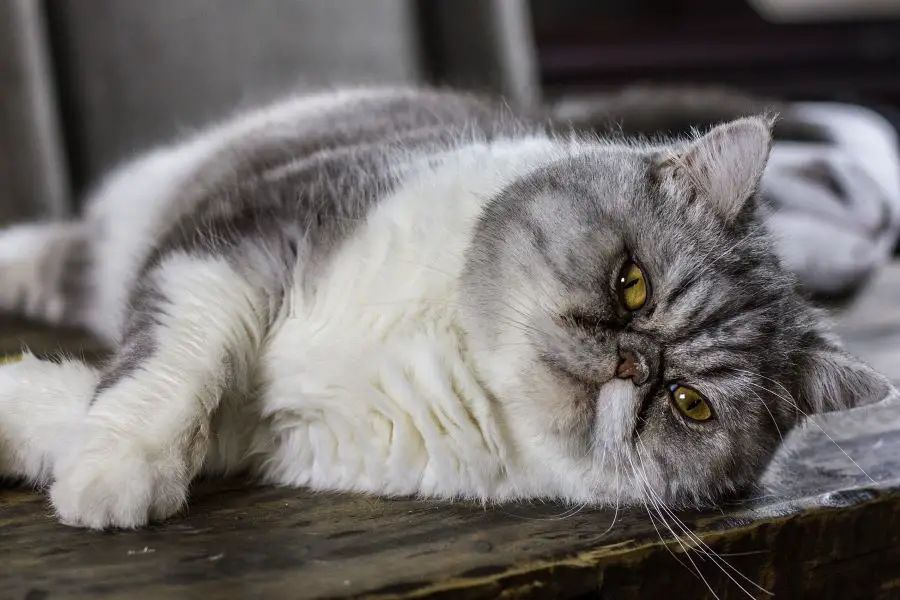 gruby kot perski leżący na boku