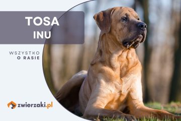 tosa inu