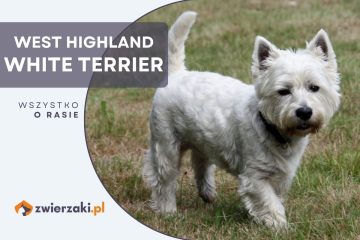 west highland white terrier
