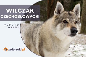 wilczak czechosłowacki