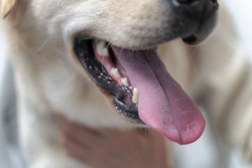pies pokazuje język i zęby przed wymianą zębów