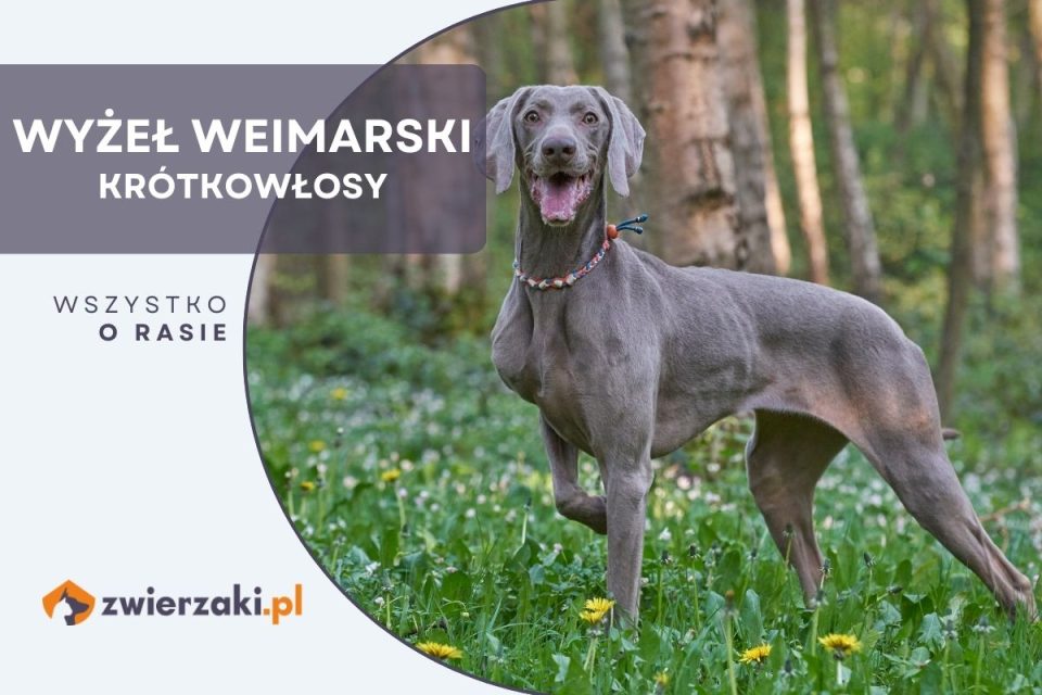 Wy e Weimarski Opis Rasy Cena Charakterystyka wy-e-weimarski-opis-rasy-cena-charakterystyka