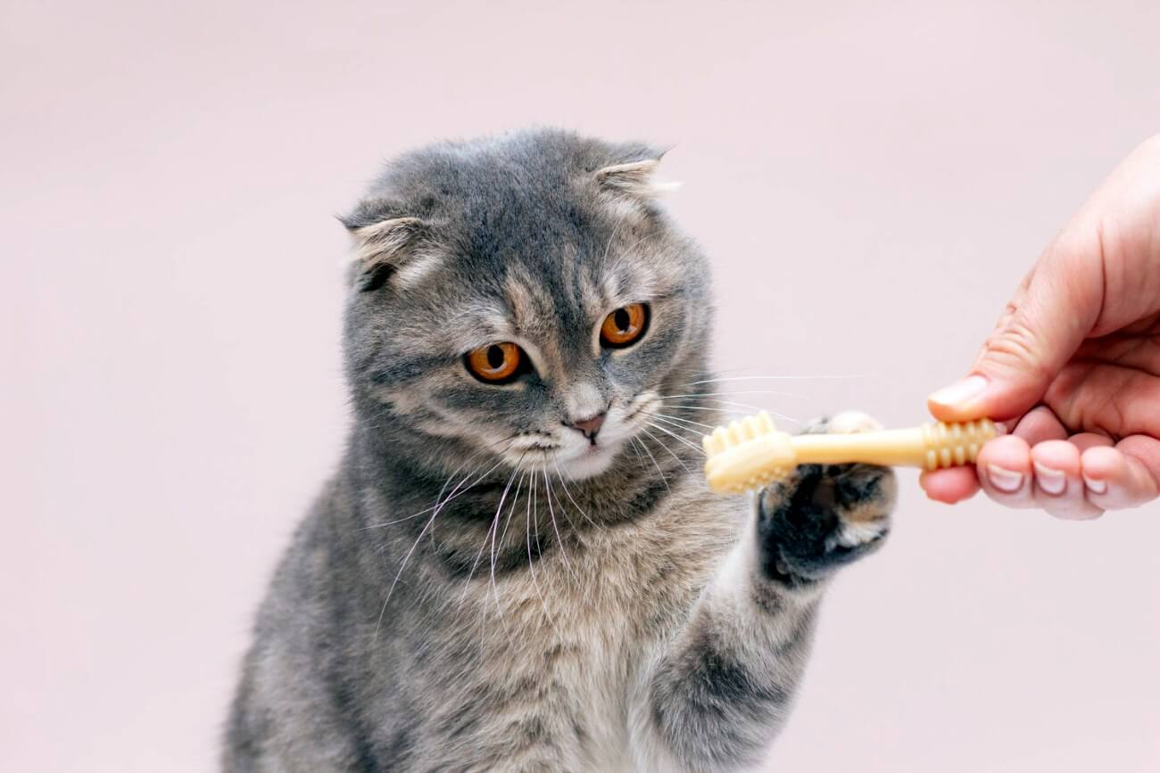 czyszczenie zębów u kota