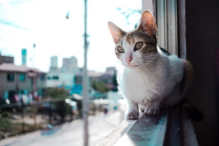 Sposob na zabezpieczenie okna dla kota Wyprobuj moskitiery