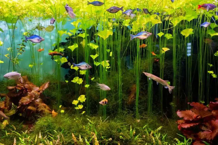 aquarium full of fresh water fish and aquatic plan 2021 12 09 19 46 59 utc