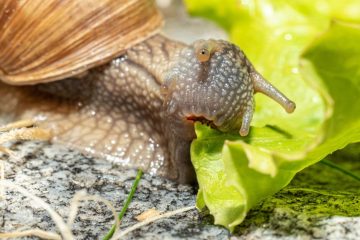 co jedzą ślimaki