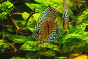 colorful discus fish floating in the aquarium 2022 09 01 20 00 09 utc