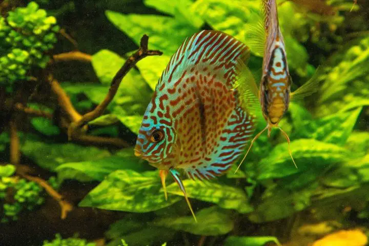 colorful discus fish floating in the aquarium 2022 09 01 20 00 09 utc