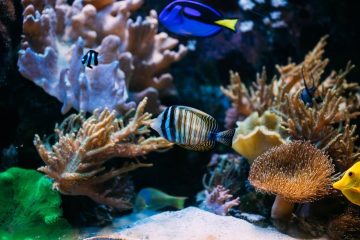 colorful sea fish in aquarium 2021 08 26 23 06 27 utc 1