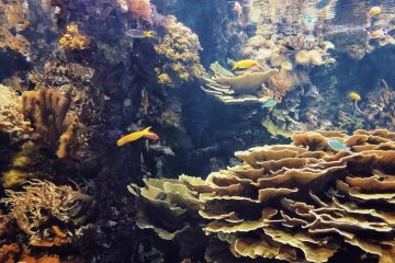 corals and underwater sea life 2022 11 16 12 46 13 utc