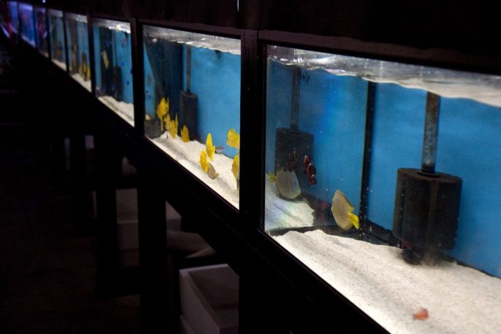 fish tanks 2022 11 11 08 59 08 utc 1