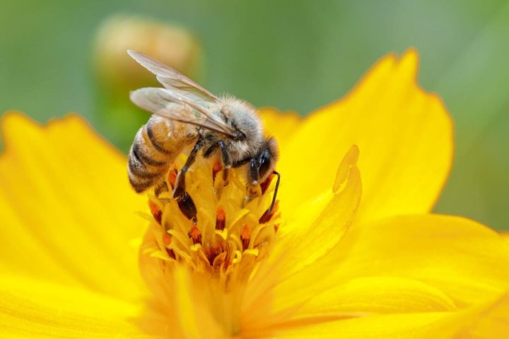 ile żyje pszczoła