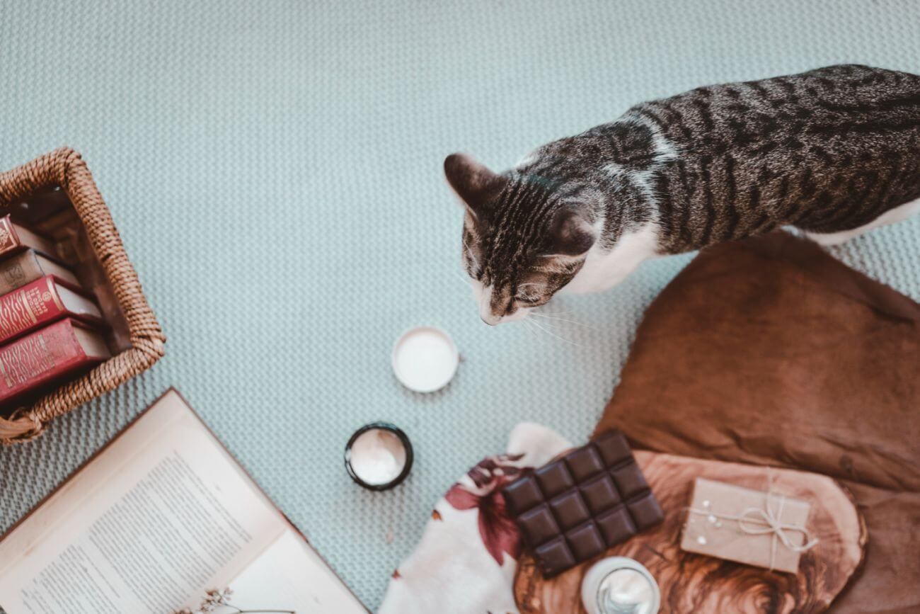 Kot zjadł czekoladę – najważniejsze informacje i cenne wskazówki