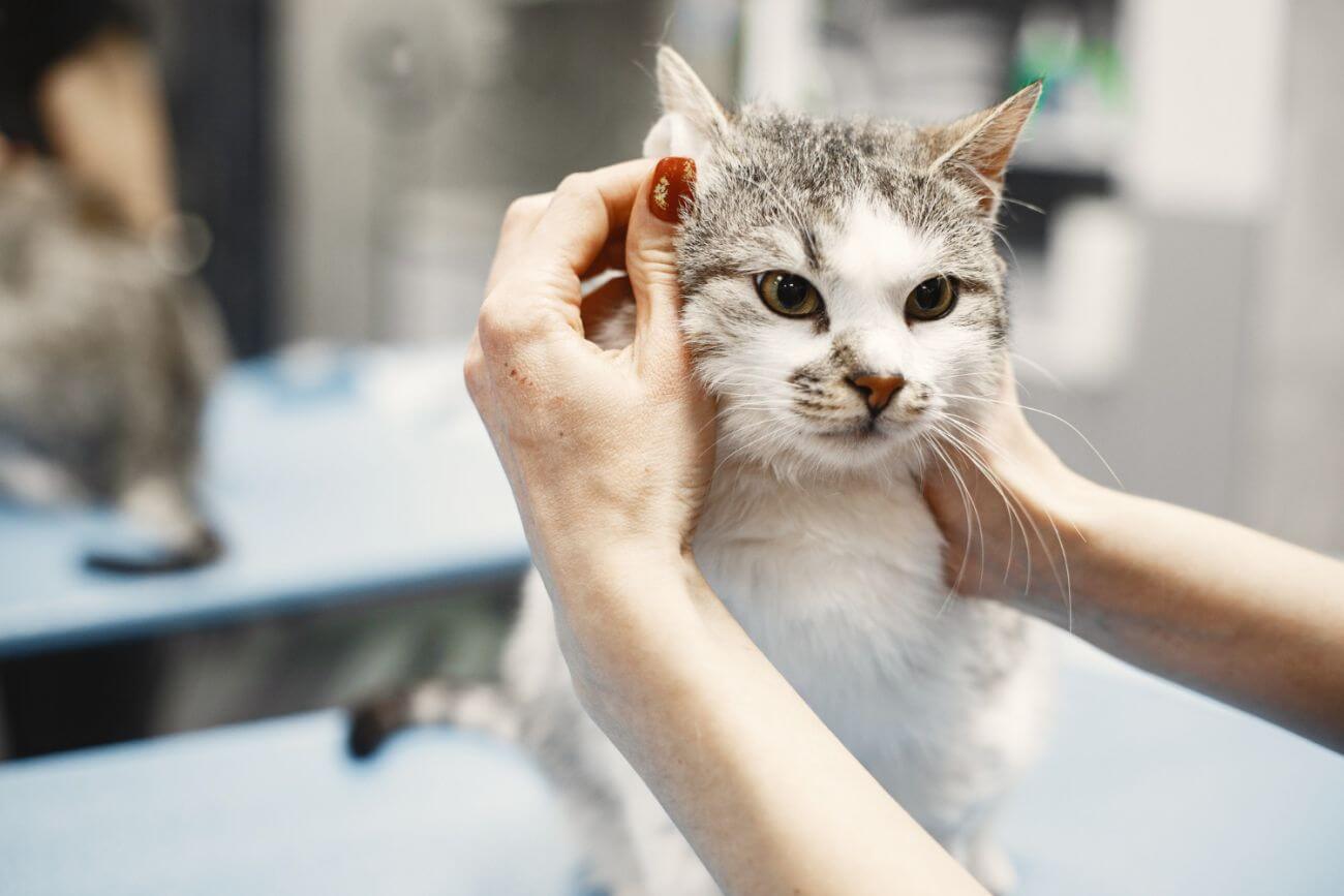 Kot zjadł plastik – sytuacja wymagająca twojej uwagi