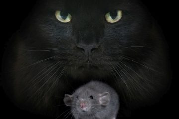 kot zjadł szczura objawy