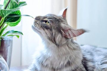 kot zjadł trującą roślinę