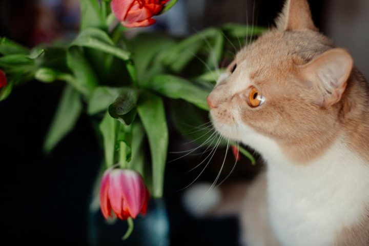 kot zjadł tulipana