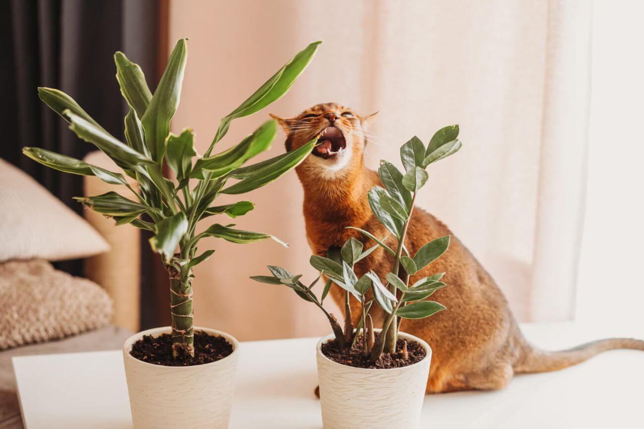 Kot zjadł zamiokulkas – pierwsza pomoc dla zwierzaka