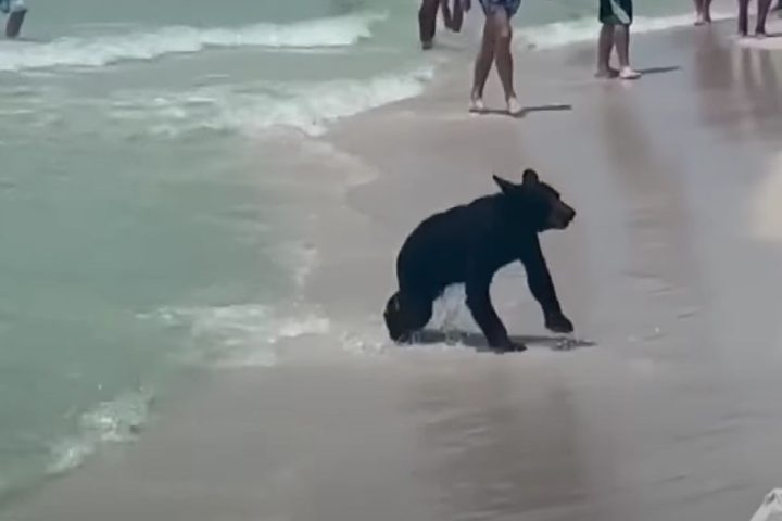 niedźwiedź na plaży wśród turystów