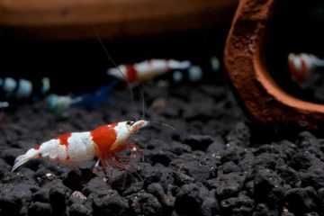 red bee dwarf shrimp stay on aquatic soil and look 2022 01 31 00 53 30 utc