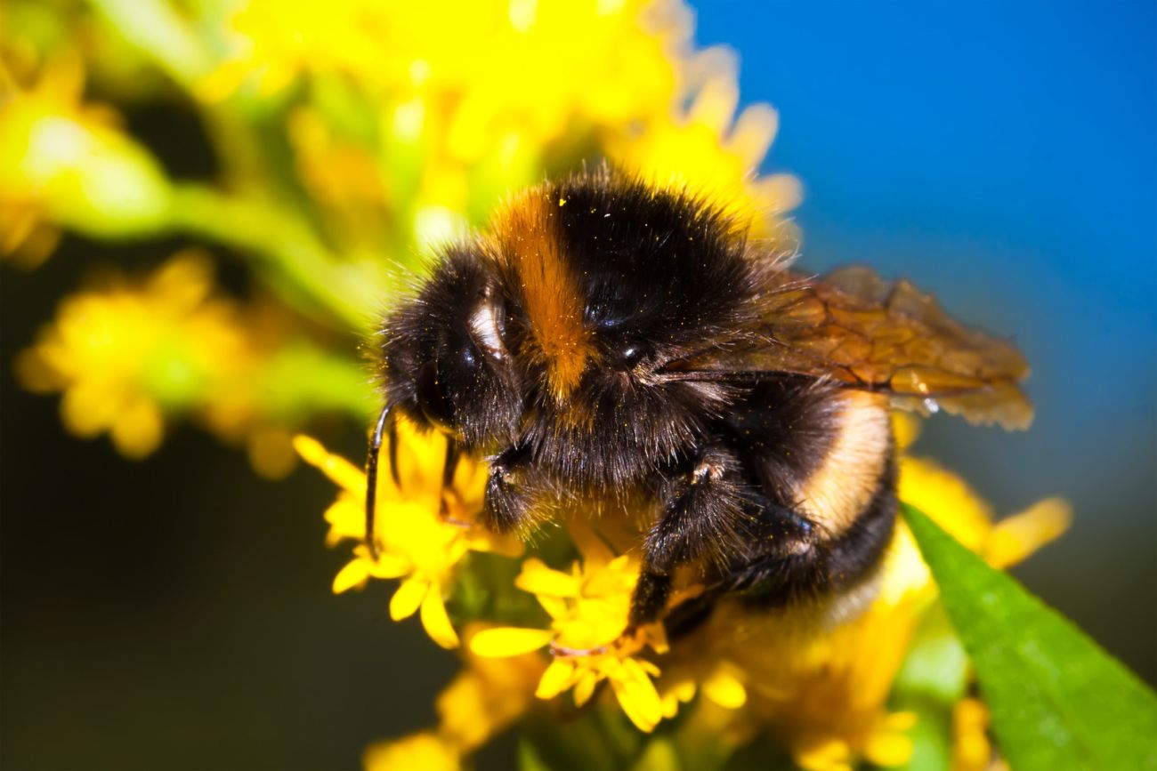 Trzmiel – czy gryzie? Tajemnice bzzz… kłujących owadów