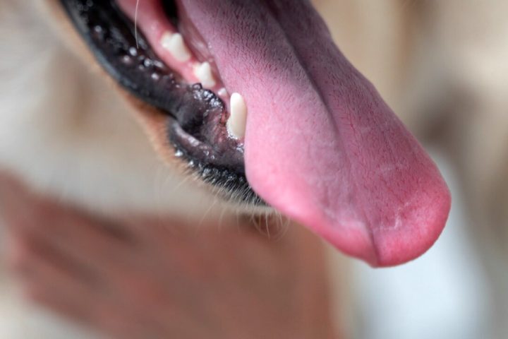 Zoey pies z najdłuższym językiem na świecie