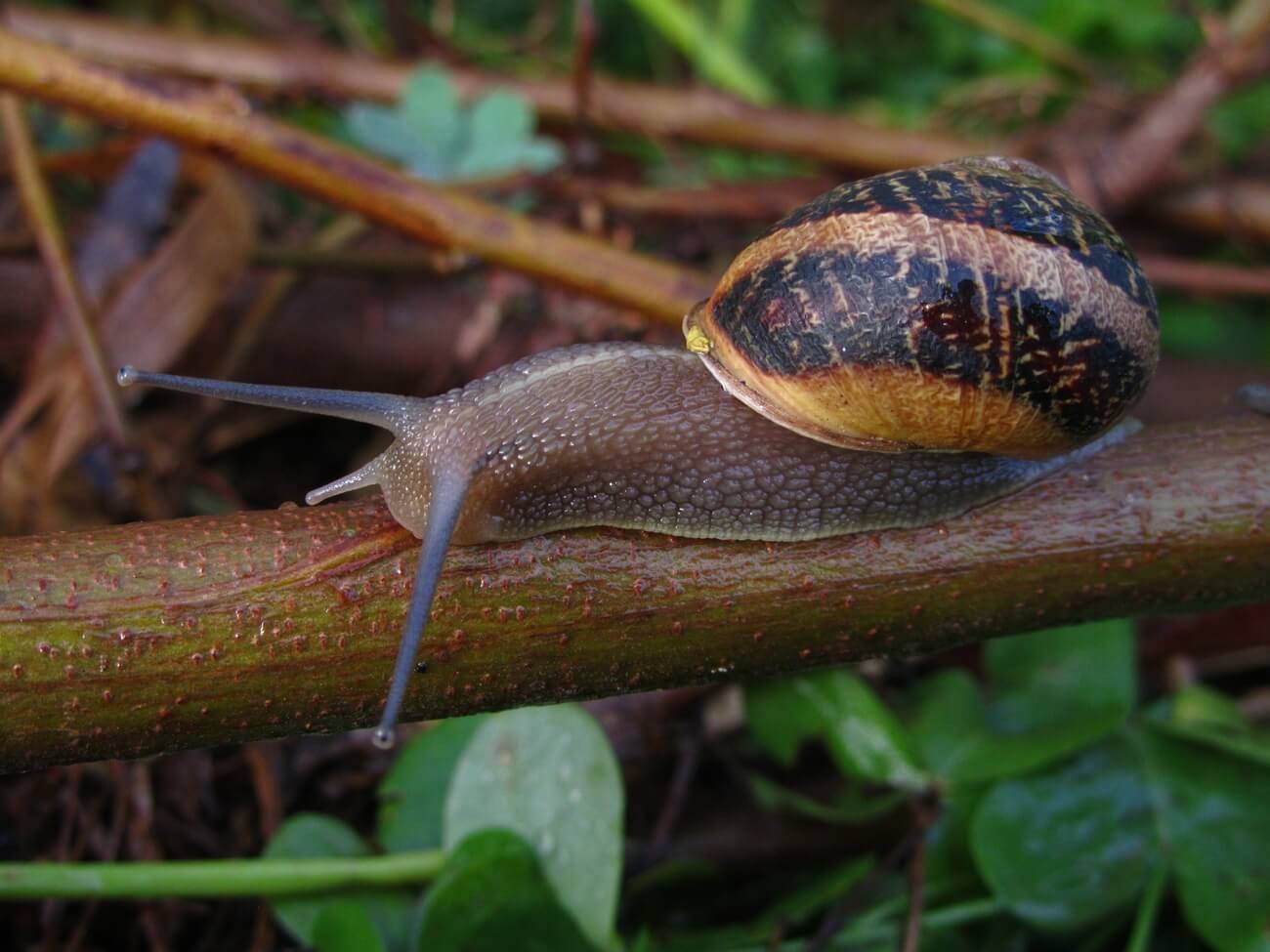 Niebezpieczne ślimaki na Teneryfie! Spotkanie może być groźne w skutkach!