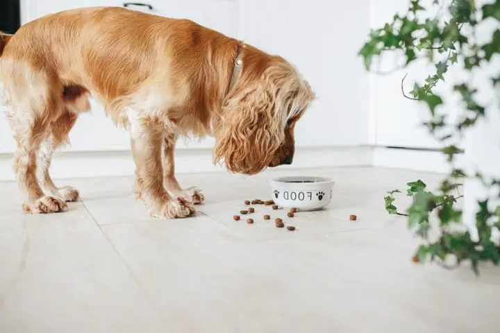 Pies zjadł kocią karmę