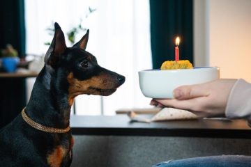 Pies zjadł świeczkę