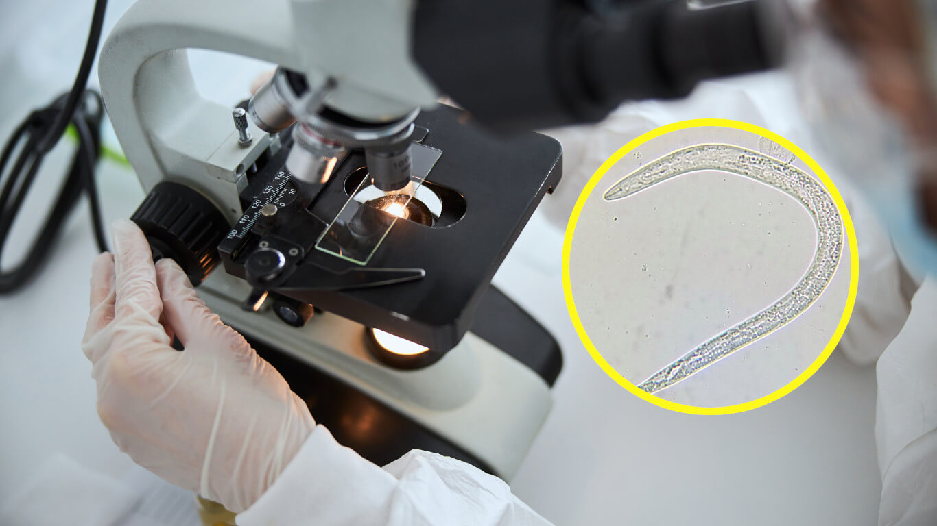 Robaki sprzed dziesiątek tysięcy lat przywrócone do życia!