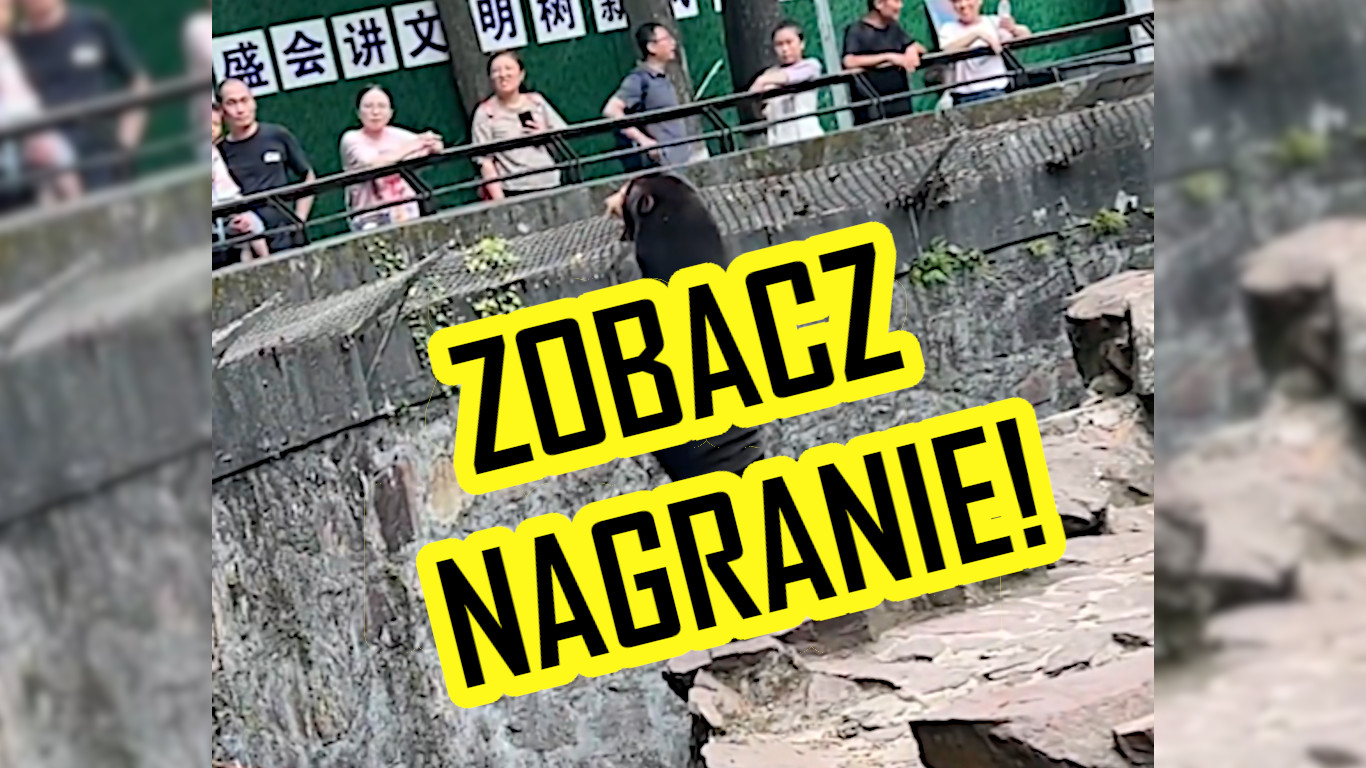 Niedźwiedź jak człowiek?! Niesamowite nagranie z Chin podbija sieć!