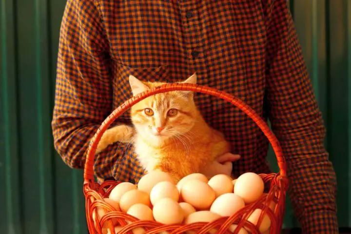 Jajko dla kota