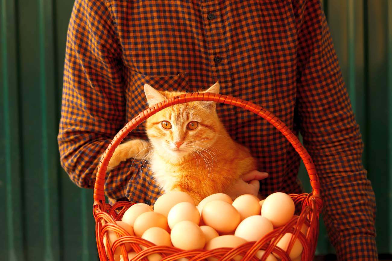 Jajko dla kota