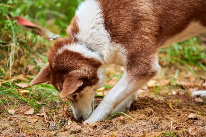Jak oduczyć psa kopania w ogrodzie