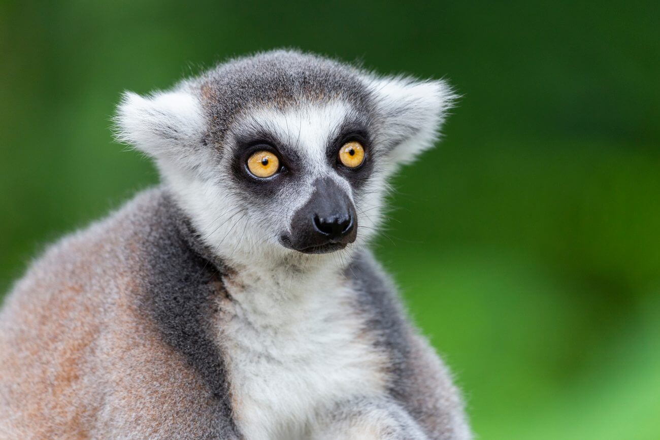 Lemur – ssak naczelny z rodziny lemurowatych. Co warto o nim wiedzieć?