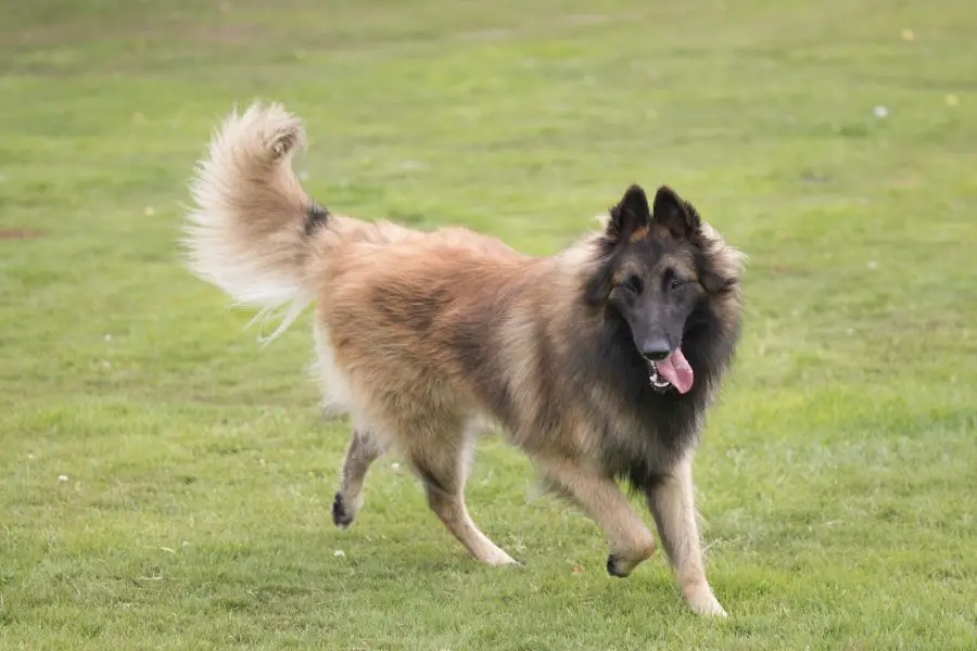 21864570 dog belgian shepherd tervuren running in grass 1