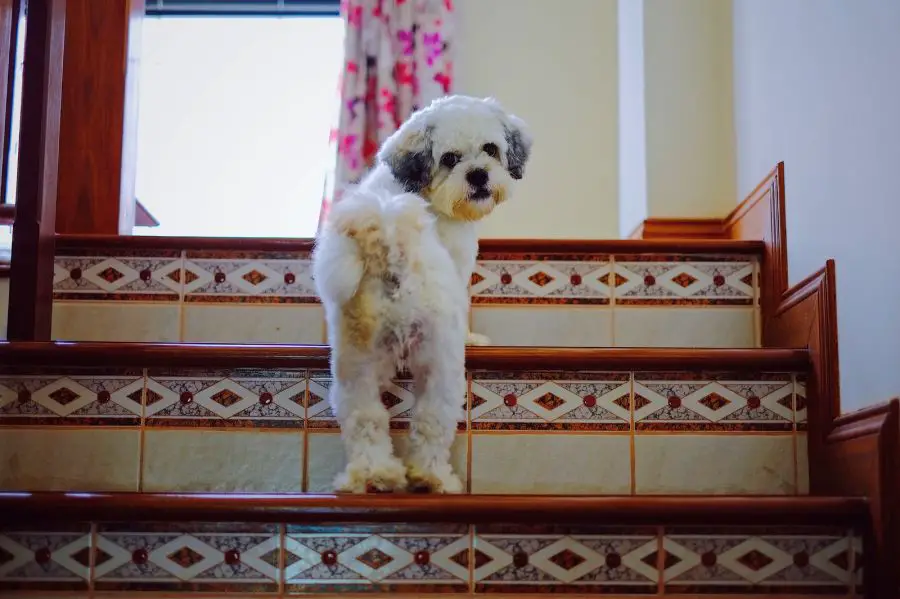 30633046 shih tzu dog walking up the stairs