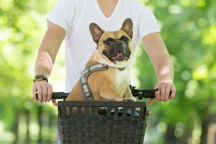 31421778 french bulldog dog enjoying riding in bycicle basket in city park