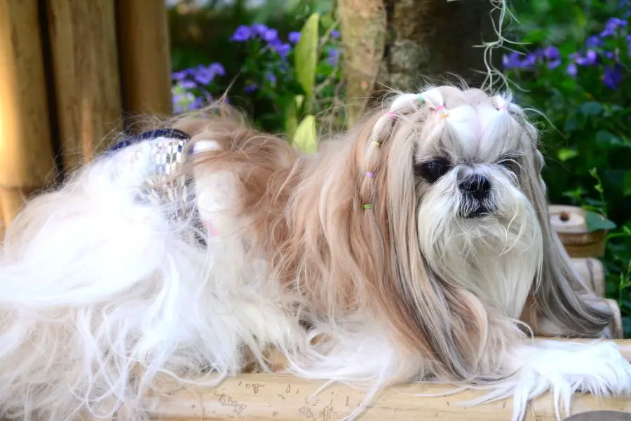 33844806 cute shih tzu dog with long groomed hair in the garden