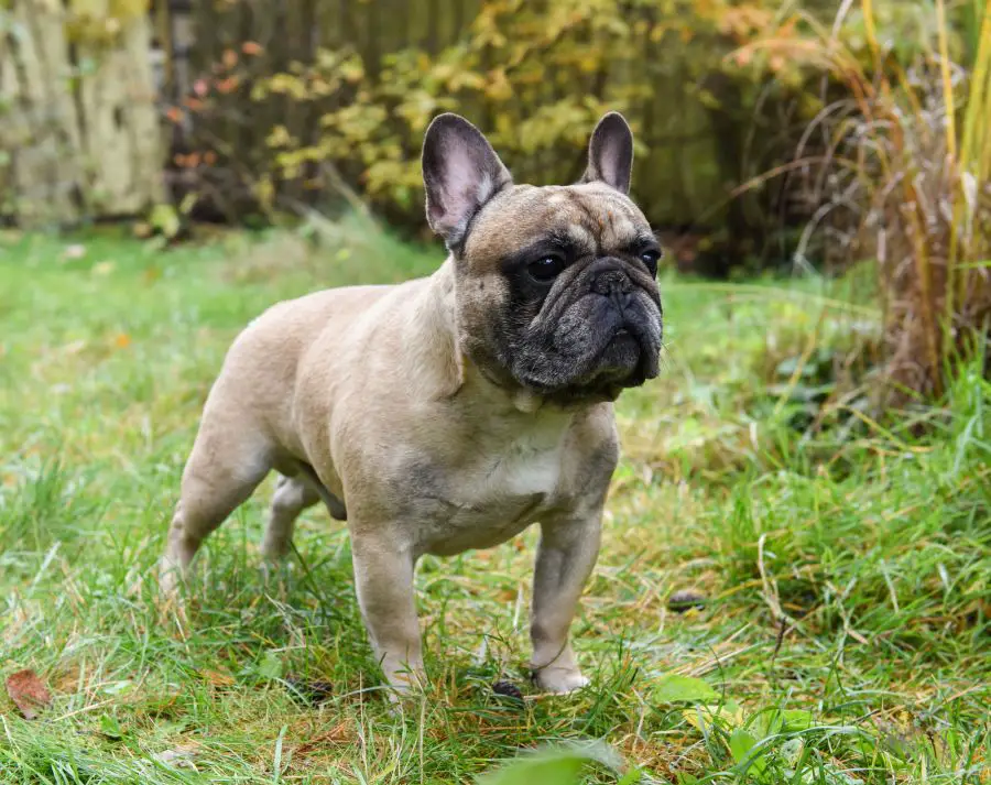 34132984 french bulldog dog on autumn background