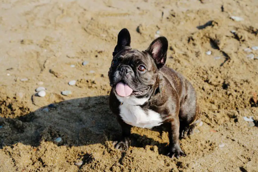 42725364 french bulldog sits on the sand with its tongue sticking out