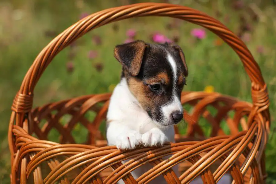 47620510 two months old jack russell terrier puppy in wicker basket meadow with pink flowers in background