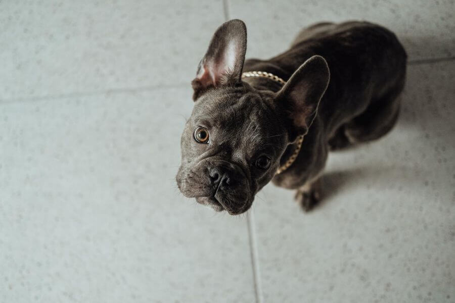 47979066 small french bulldog with golden chain sitting on the floor and looking up pitifully into the camera